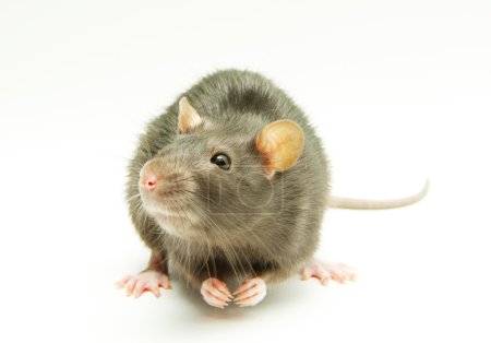rat