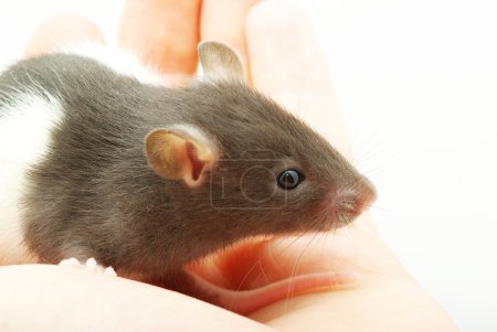 rat