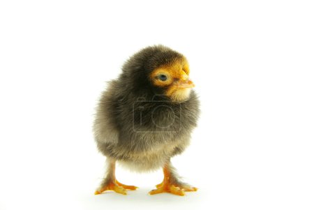 poulet bébé 