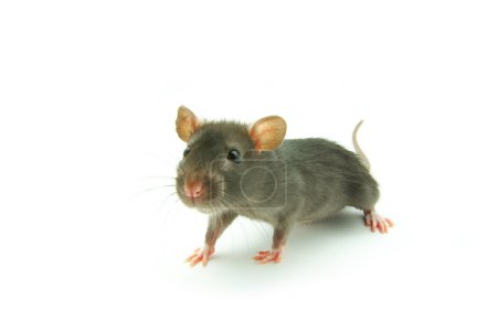 rat