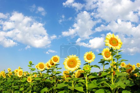 Champ de tournesol 