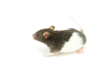 rat