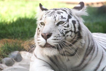 Tigre blanc 