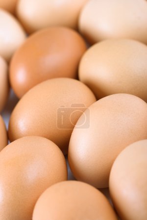 Œufs bruns 