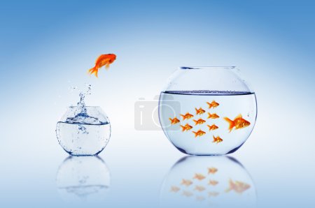 Saute de poisson rouge 