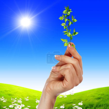 Photo des mains tenant une petite plante verte en croissance 