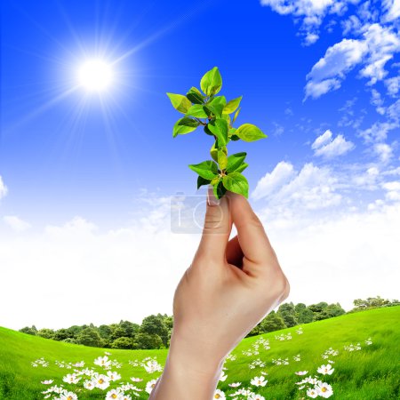 Photo des mains tenant une petite plante verte en croissance 