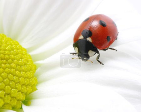 Coccinelle