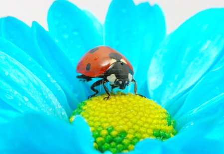 Coccinelle sur fleur 