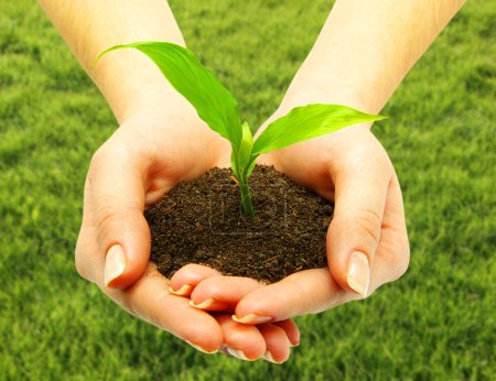 une plante 