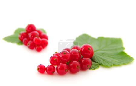 Groseilles rouges 