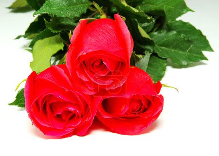 Rose rouge