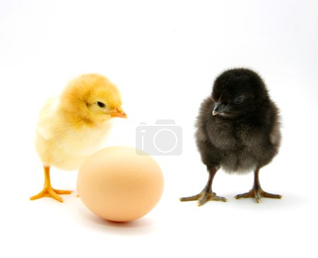 poulets