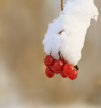 Macro aux baies 