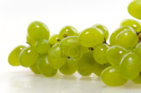 La vigne est sur fond blanc 