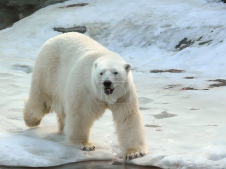 Ours blanc .