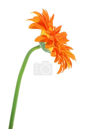 Gerber orange 