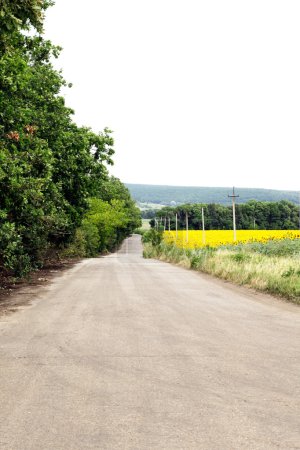 Champ de tournesols près de la route 