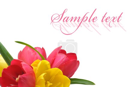 tulipes