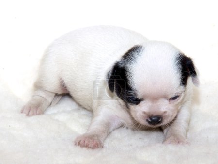 Chiot chihuahua 