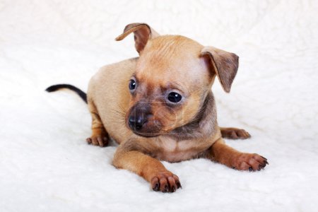 Chihuahua chiot en studio 