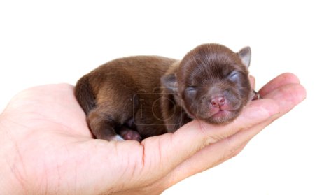 Chihuahua chiot en studio 