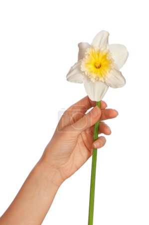 Narcisse 