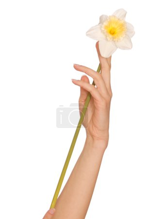Narcisse blanche 