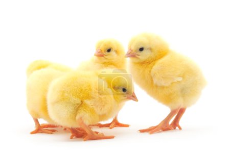 Quatre poulets 