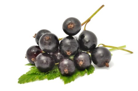Cassis 