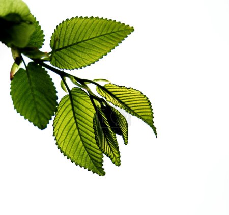 Jeune branche de l'arbre 