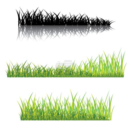 Herbe réaliste sur fond blanc 