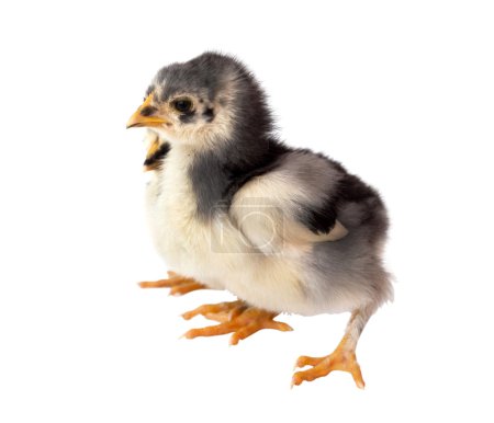 poulets