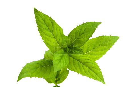 menthe