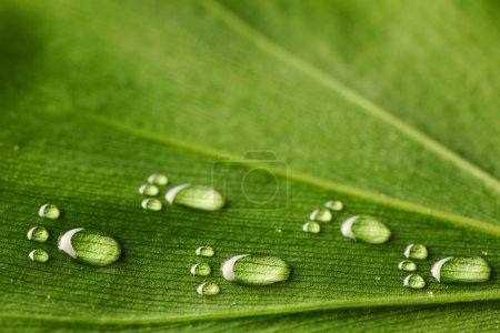 Empreintes d'eau sur la feuille 