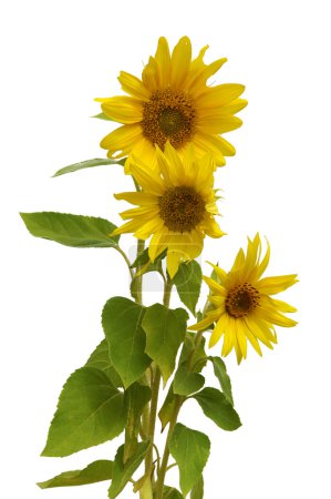 Boquet tournesol 