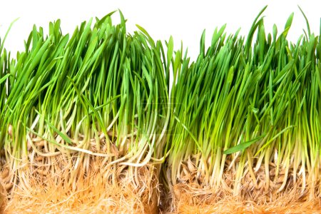 Herbe verte