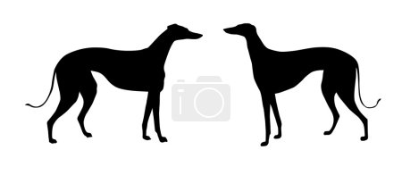 illustration vectorielle lévrier sur fond blanc 