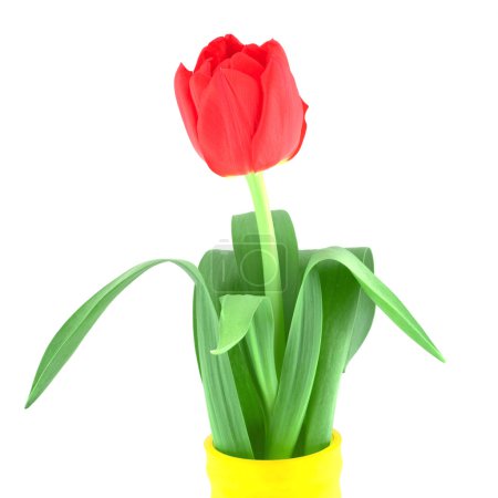 Tulipe rouge 