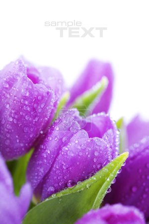 tulipes