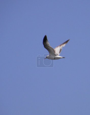 mouette