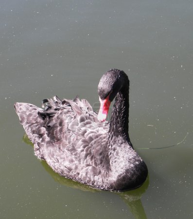 Cygne noir