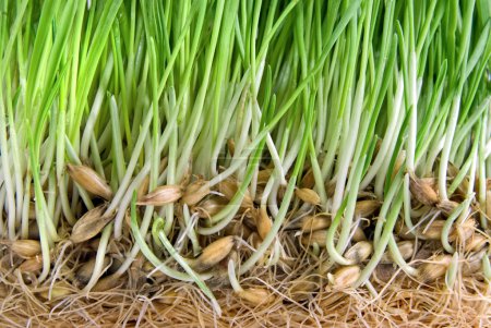 Herbe verte