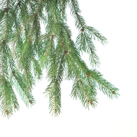 Branche de sapin de Noël 
