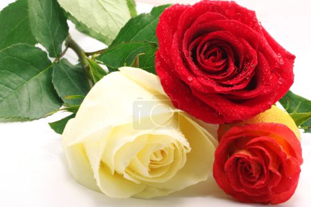 Trois roses 