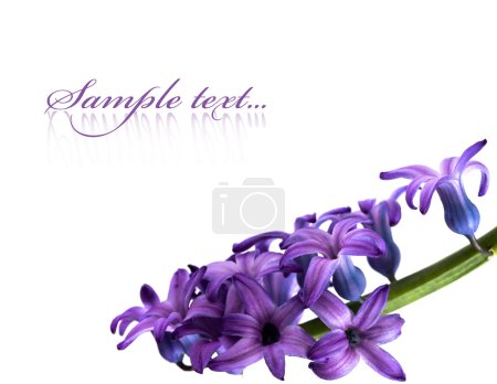 Fleurs violettes isolées sur fond blanc 