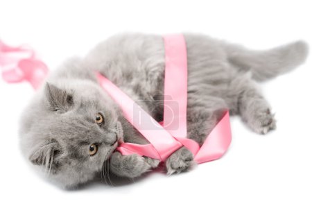 mignon britannique chaton jouer avec rose ruban isolé 