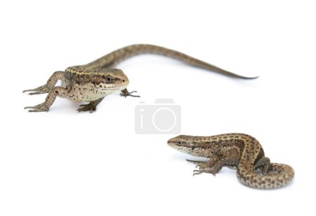 Lézards isolés sur un blanc 