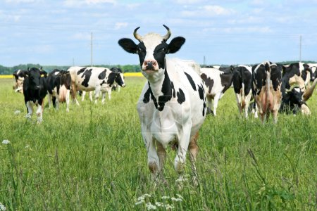 Vaches sur les pâturages verts 