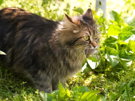 Chat et souris